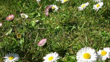 Tracking shot of white and pink daisy flowers in green grass. video