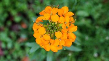 Close-up photo of orange flowers seen above during spring.