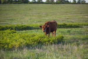 toros y vacas pastan en un campo jugoso en primavera al atardecer. área rural. foto
