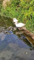 cisne andando em um caminho de paralelepípedos perto da água em um porto na alemanha video