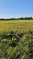 vue d'un champ agricole tout en conduisant. video