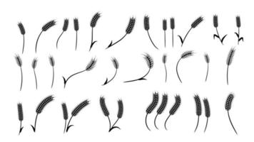 Wheat element symbol illustration design in set. Frame, isolated, vegan, agriculture vector