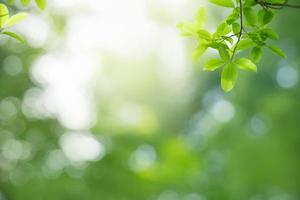 Closeup of beautiful nature view green leaf on blurred greenery background in garden with copy space using as background wallpaper page concept. photo