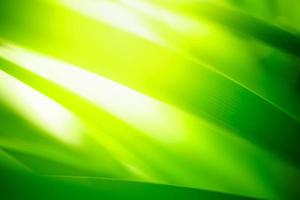 Abstract nature green blurred background nature leaf on greenery background in garden with copy space using as background wallpaper page concept. photo