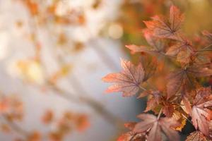 Closeup of beautiful nature view orange red maple leaf on blurred leaf background in garden with copy space using as background wallpaper page concept. photo