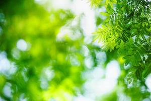 Closeup of beautiful nature view green leaf on blurred greenery background in garden with copy space using as background wallpaper page concept. photo