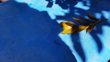 Yellow zz plant leaves on an open blue background with leaf shadow accents photo