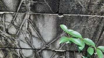 Brick wall background with decorative vines on the right photo