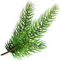 Fir tree branch. Christmas pine tree. png