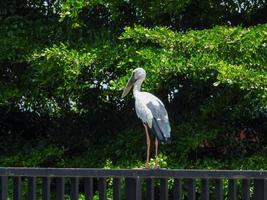 Asian Openbill stand on the fence photo