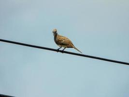 Zebra Dove, Barred Ground Dove, Peaceful Dove in the garden photo