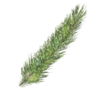 watercolor evergreen branch, pine tree, fir, spruce coniferous plants, christmas decorations. Illustration isolated on white background png