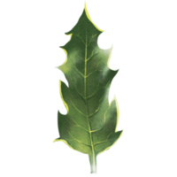 green spiky holly leaves for Christmas decoration png