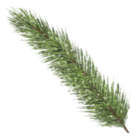 watercolor evergreen branch, pine tree, fir, spruce coniferous plants, christmas decorations. Illustration isolated on white background png