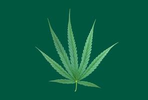 Isolated Cannabis indica plant with clipping paths. photo