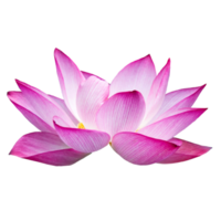 hermosa flor de loto png transparente