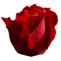 vacker röd ros blomma png