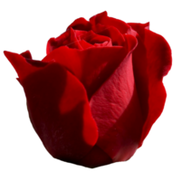 schöne rote Rosenblume png