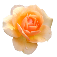 Beautiful Smooth Orange Rose Flower png