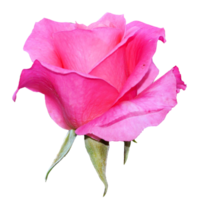 Beautiful Pink Rose Flower png