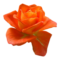 hermosa flor color de rosa naranja png