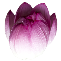 Beautiful Lotus Flower PNG Transparent
