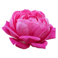 belle fleur rose rose png