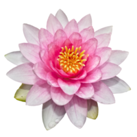 Beautiful Lotus Flower PNG Transparent