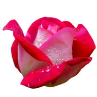 hermosa gradación color rosa flor png