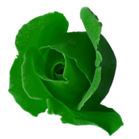 schöne grüne Rosenblüte png