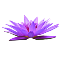 mooi lotus bloem PNG transparant