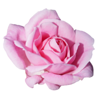 mooi roze roos bloem png