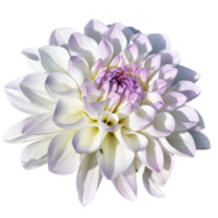 hermosa flor de loto png transparente