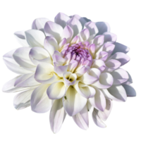 schöne lotusblume png transparent