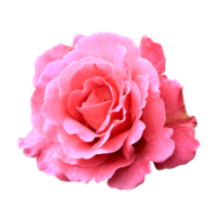 skön rosa reste sig blomma png
