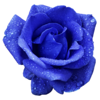 Beautiful Navy Rose Flower png