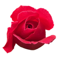 hermosa flor rosa roja png
