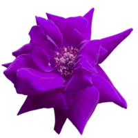 schöne violette Rosenblüte png