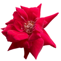 belle fleur rose rouge png