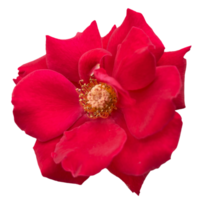 schöne rote Rosenblume png