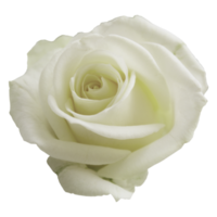 belle rose blanche png