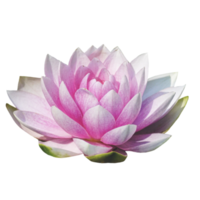 mooi lotus bloem PNG transparant