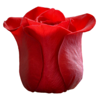 linda flor rosa vermelha png