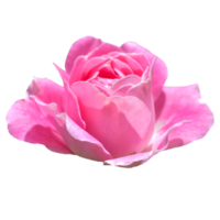 schöne rosa Rosenblüte png