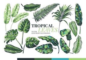 Tropical palm leaves and jungle leaves. vector