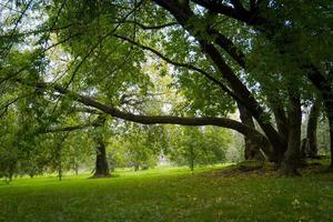 Green Crooked Trees in the Park photo