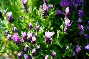 Lavender Lavendula Augustifolia in the old Land next to Hamburg photo