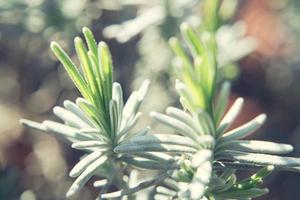 Lavender Lavendula Augustifolia in the old Land next to Hamburg photo