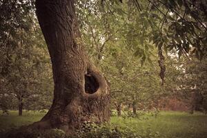 Hollow in the Tree Filtered photo