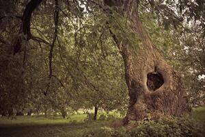 Hollow in the Tree Filtered photo